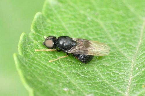 Pachygaster atra
